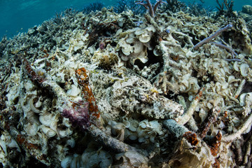 Crocodilefish Lying on Rubble