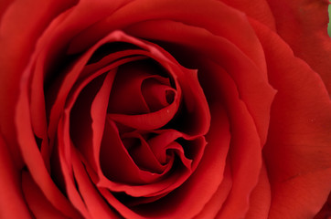 Red Rose