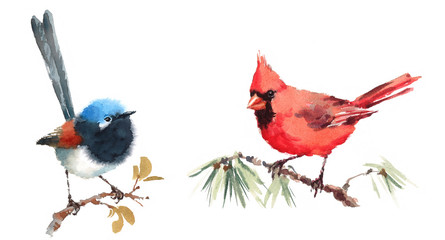 Northern Cardinal and Fairy Wren Two Birds Watercolor Hand Painted Illustration Set isolated on white background