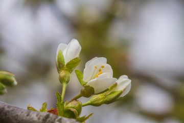 Blossomed flowers in the gardens of Ukraine. April 2017
