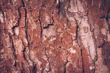 Close-up of abstract wood texture bark. Natural background. Selective focus.