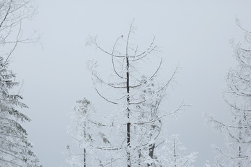 Fresh snow winter background in nature