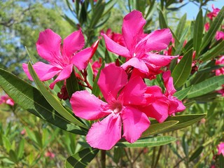 Beautiful oleander flowers in Florida nature, closeup