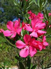 Obraz premium Beautiful pink oleander flowers in Florida nature, closeup