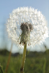 dandelion in a field in sunny day