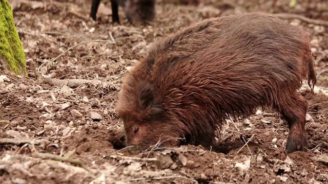 wild pigs in a forest