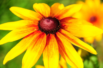 Black eyed Susan