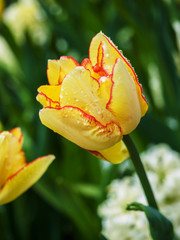 Yellow tulip covered in raindrops