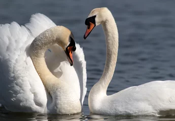 Photo sur Aluminium Cygne Pair of Mute Swans performing the mating dance on the River Danube at Zemun in the Belgrade, Serbia.