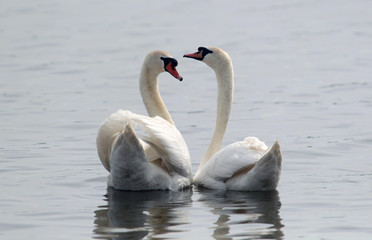 Fototapeta premium Pair of Mute Swans performing the mating dance on the River Danube at Zemun in the Belgrade, Serbia.
