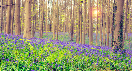 Obraz premium Wonderful and breathtaking blue carpet with wild bluebells at the end of april in Hallerbos, Halle, Belgium.