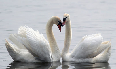 Fototapeta premium Para łabędzi niemych wykonujących taniec godowy na Dunaju w Zemun w Belgradzie w Serbii.