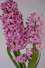 Blooming pink  Hyacinth