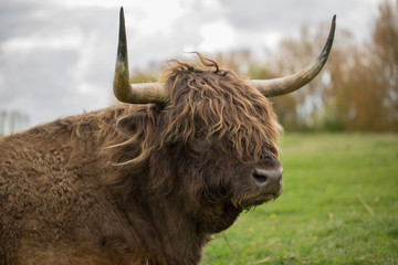 Highland Cow