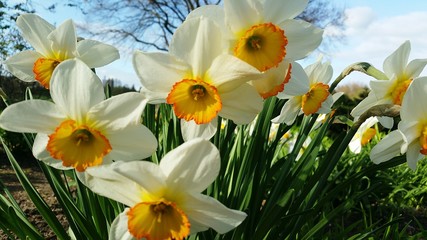 Narzissen zu Ostern