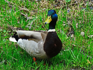 Wild duck