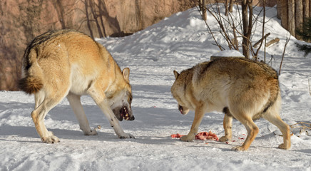Couple of wolves (Canis lupus) quarrel because of meat