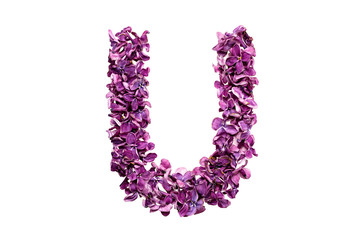 Flower letter lilac or purple color isolated on white background . Letter U