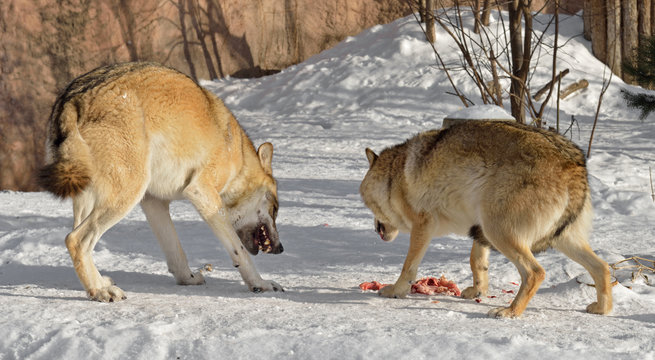 Fototapeta Couple of wolves (Canis lupus) quarrel because of meat