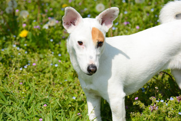 jack Russell adventure © Goffredo Iacobino