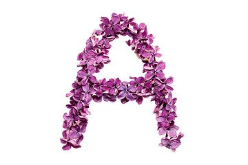 Flower letter lilac or purple color isolated on white background . Letter A
