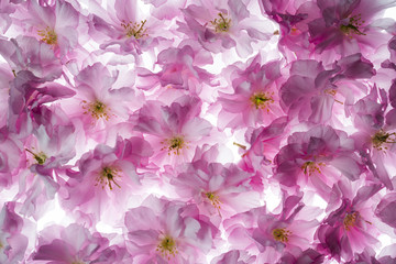 sakura cherry flowers