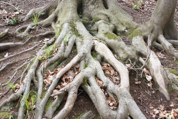 Wurzeln eines Baumes