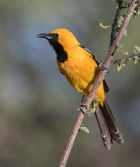 Male Hooded Oriole