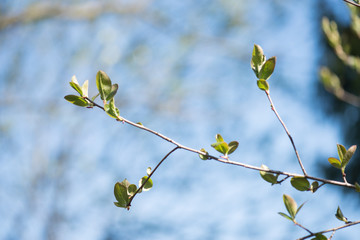 apple shoots in spring