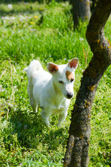 Obraz premium jack Russell adventure