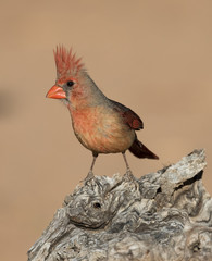 Female Cardinal
