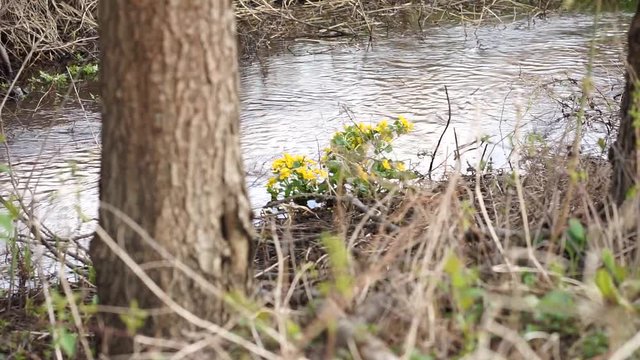 kaczeńce nad strumieniem
