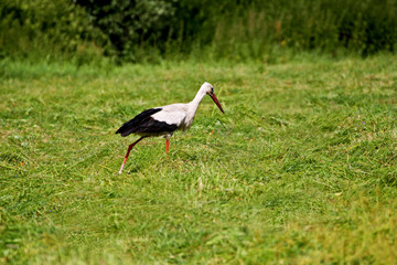 Stork, which preys among the grass.