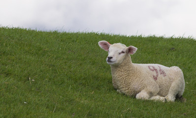 Lamb at nordfriesland