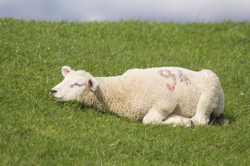 Obraz premium Lamb sleeping