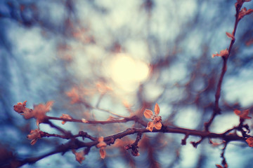 toned background spring tree branches with young leaves sun glare blur bokeh