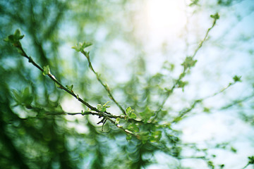 young green leaves spring background