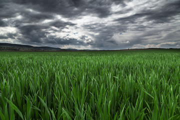 Storm clouds over the field of wheat