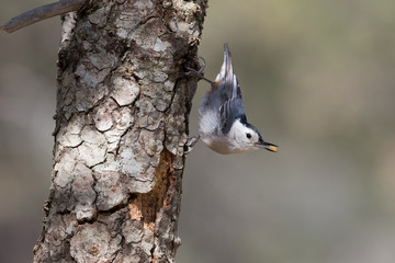 White-breasted Nuthatch