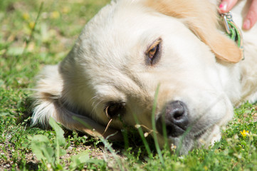Puppy dog, golden retriever puppy, labrador