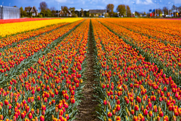 Beautiful tulip fields in Lisse in the Netherlands. This fields are near the Keukenhof and the best season for tulips are April and May.