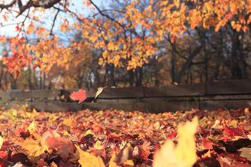 autumn landscape in the city park