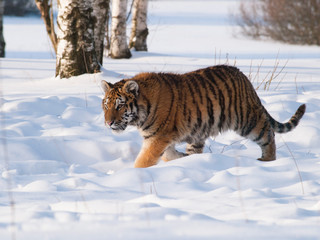Fototapeta na wymiar Panthera tigris altaica - Amur tiger walking in the snow. Action wildlife scene with danger animal