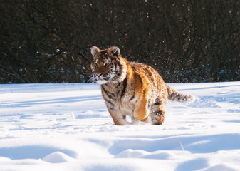 Fototapeta na wymiar Running and hunting Siberian tiger in wild winter nature - Panthera tigris altaica