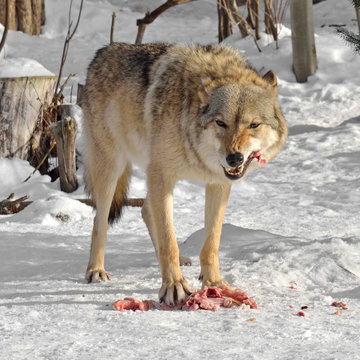 Fototapeta Grey Wolf (Canis lupus) eats meat