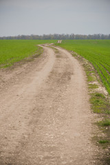 agricultural field in spring sown cereals