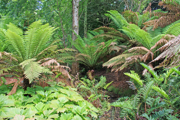 Ferns