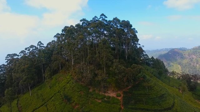 Tea plantations. Lipton's seat. Aerial footage. Nature background by drone. Sri Lanka