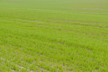 Obraz na płótnie Canvas agricultural field in spring sown cereals