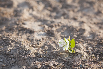 On single flower on show on the ground